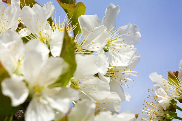 Blossoming of cherry flowers — Stock Photo, Image