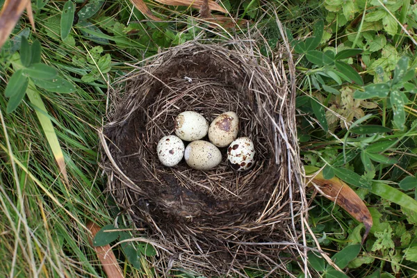 Rede med ägg av vild fågel utomhus — Stockfoto