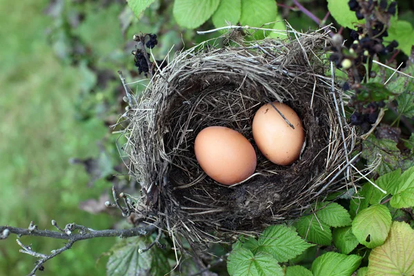 Rede med ägg av vild fågel utomhus — Stockfoto