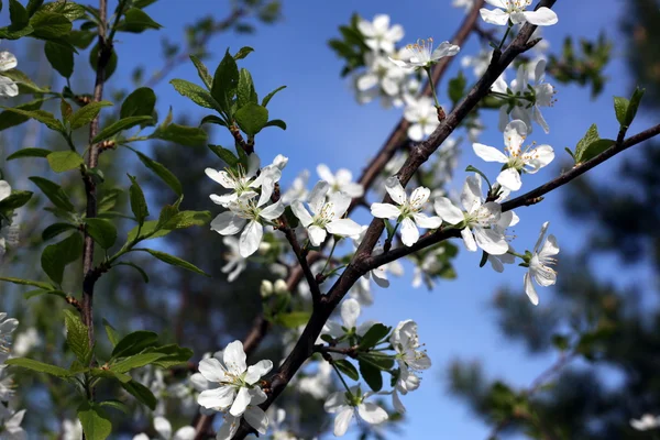 Bílé květy Švestkové květy na jarní den v parku — Stock fotografie