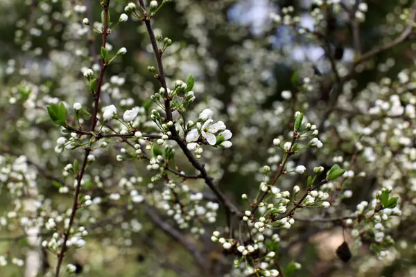 在公园的春天, 梅花的白花 — 图库照片