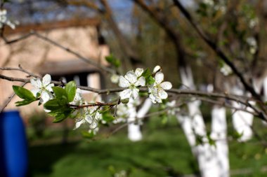 Park o bir bahar gününde erik çiçekleri beyaz çiçekler