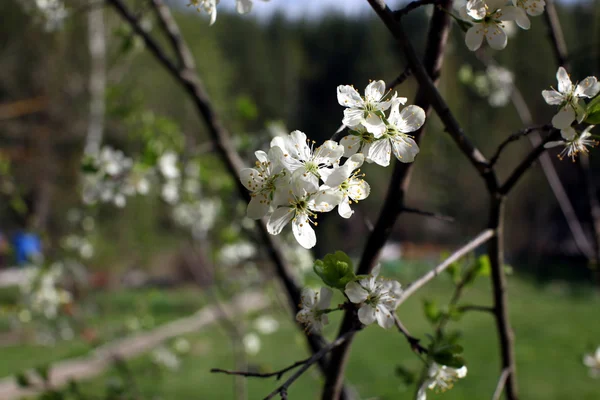 Белые цветы сливы цветут в весенний день в парке о — стоковое фото