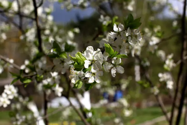 Bílé květy Švestkové květy na jarní den v parku o — Stock fotografie