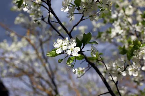 Λευκά λουλούδια των ανθών δαμάσκηνων σε μια ανοιξιάτικη μέρα στο πάρκο o — Φωτογραφία Αρχείου