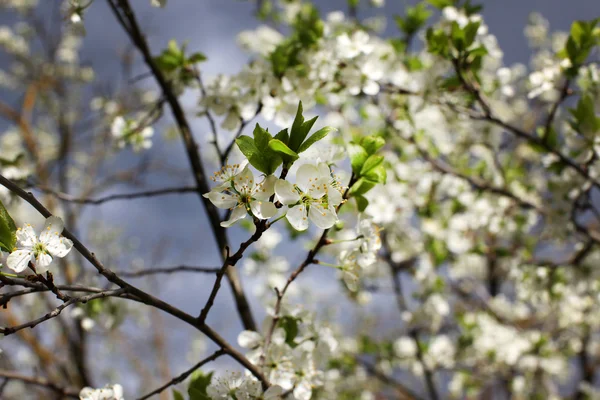 Bílé květy Švestkové květy na jarní den v parku o — Stock fotografie