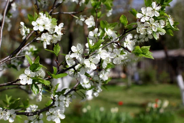 Weiße Blumen der Pflaumenblüten an einem Frühlingstag im Park o — Stockfoto