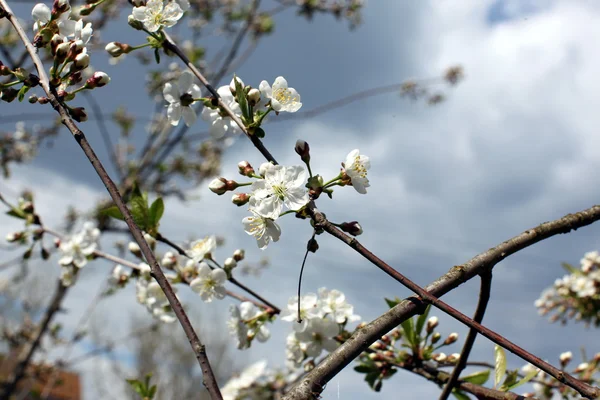 Bílé květy třešní kvetou v jarním dni v parku — Stock fotografie