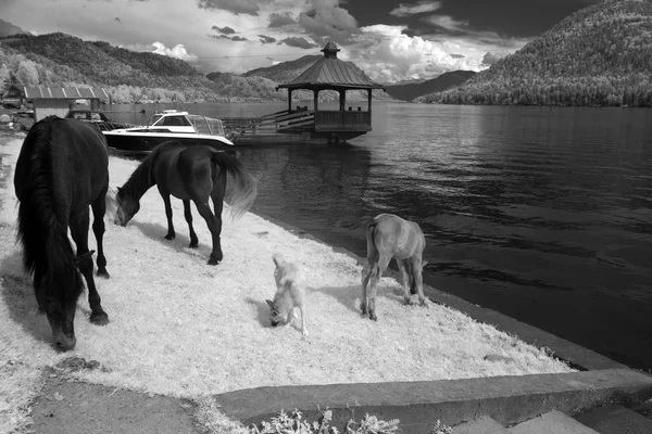 På segla utmed kusten Teletskoe sjön, Altai staten Biospheric naturreservat — Stockfoto