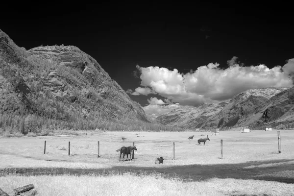 Altai Dağı Doğal Biyosfer Rezervi, Rusya. — Stok fotoğraf