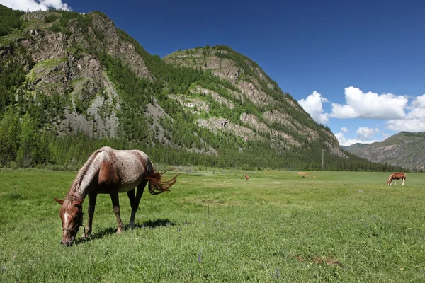 Mount Altai State Natural Biospheric Reserve, Ryssland. — Stockfoto