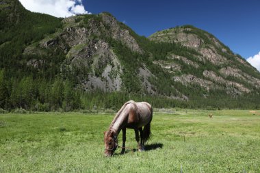 Altai Dağı Doğal Biyosfer Rezervi, Rusya.