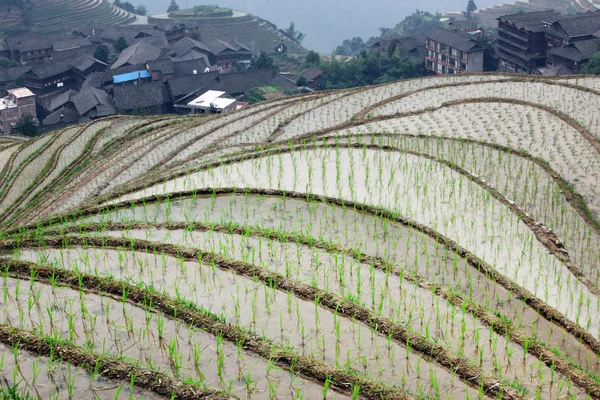 龙脊梯田、 广西省中国 — 图库照片