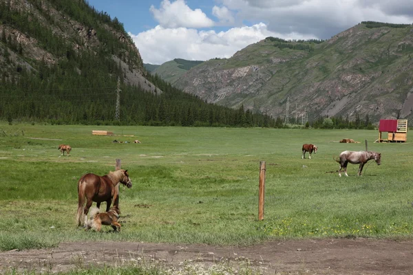 Mount Altai State Natural Biospheric Reserve, Ryssland. — Stockfoto