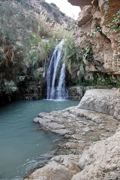 Waterval Nationaal Park Ein Gedi Bij Dode Zee Israël Rechtenvrije Stockafbeeldingen