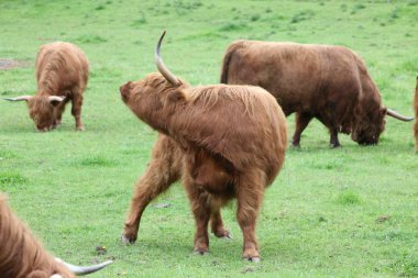 İskoç yayla inekler
