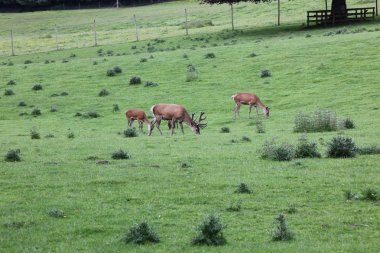 geyik alanında blair castle