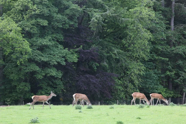 Reh auf dem Feld blair Burg — Stockfoto