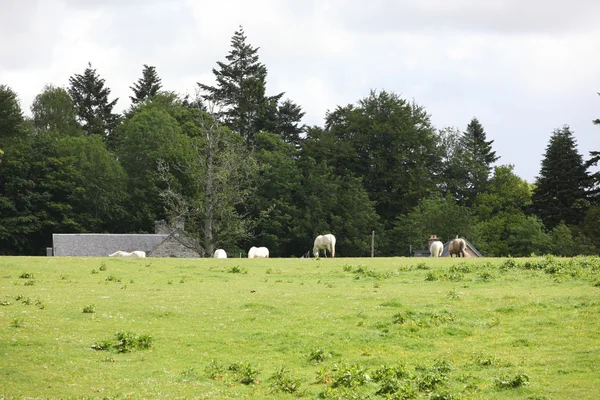 Chevaux sur le terrain, Château de Blair — Photo