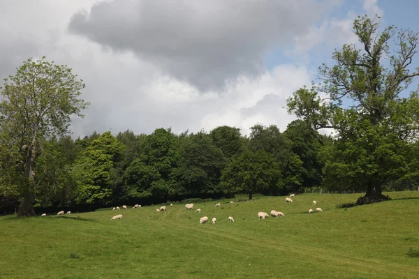 Owce na polu, blair castle — Zdjęcie stockowe