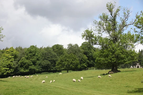 Ovelhas em campo, Castelo de Blair — Fotografia de Stock