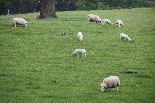 Ovejas en el campo, Blair Castle — Foto de Stock