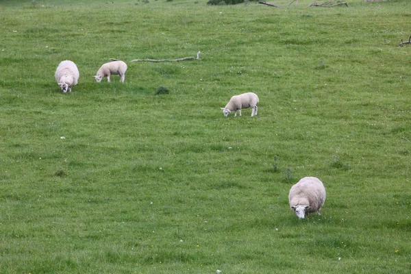 Овцы на поле, замок Блэр — стоковое фото