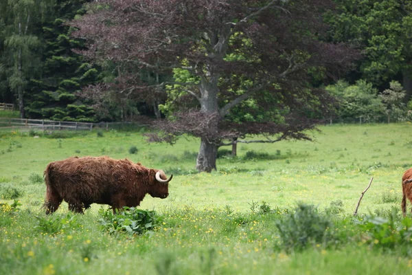 Vacas montañosas escocesas —  Fotos de Stock