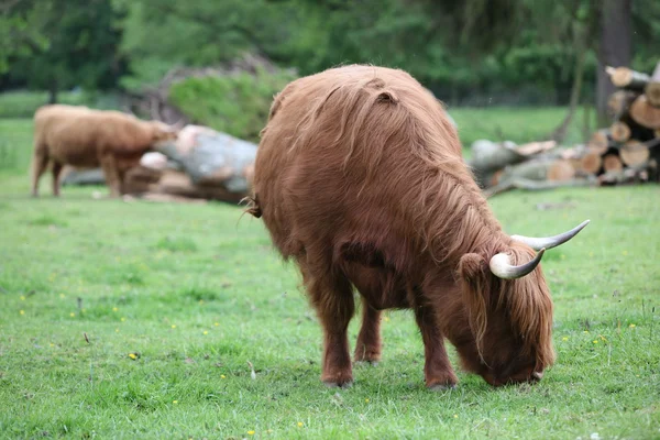 Scottish highland kor — Stockfoto