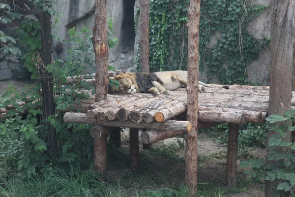 Lion in Beijing, China — Stock Photo, Image