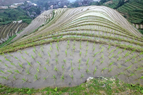 龙脊梯田 — 图库照片