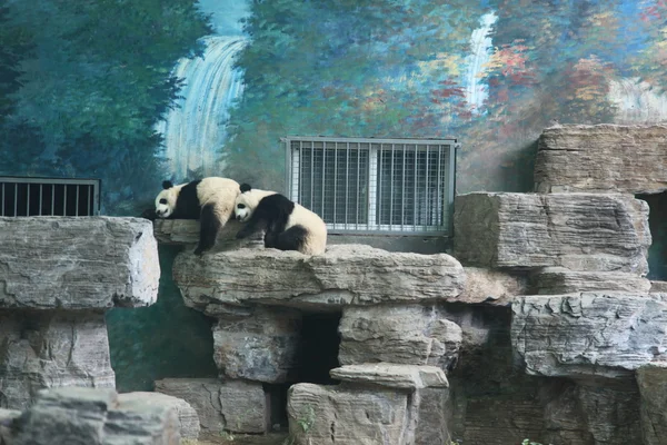 Osos Panda en el Zoológico de Beijing — Foto de Stock