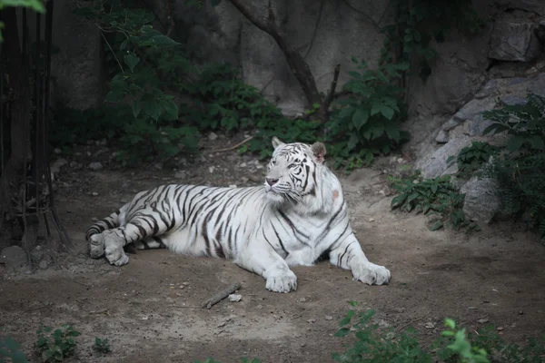 White Bengal Tiger in Beijing — Stock Photo, Image