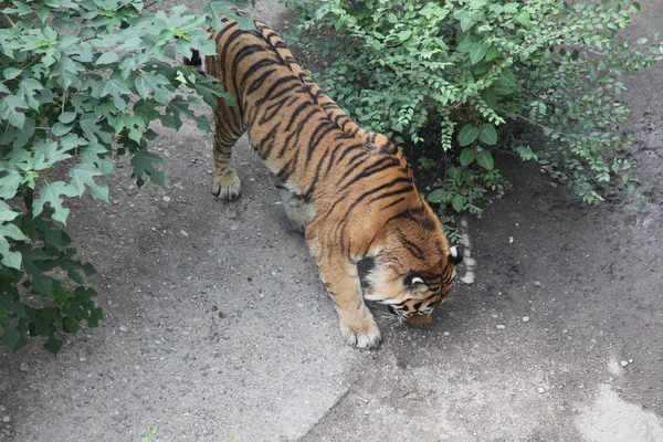 Royal Bengal tiger in Beijing — Stock Photo, Image