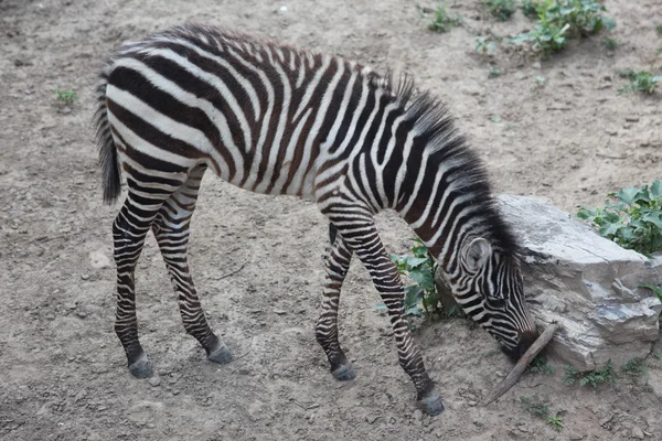 Adult zebra feeding — Stock Photo, Image