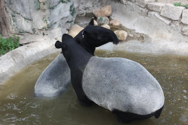 Tapir malayo — Foto de Stock