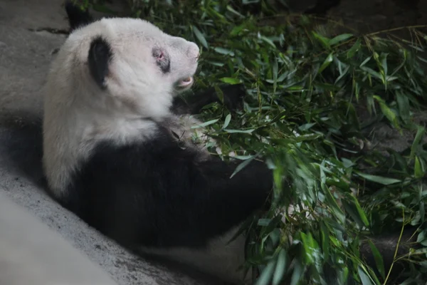 Oso Panda en el Zoológico de Beijing — Foto de Stock