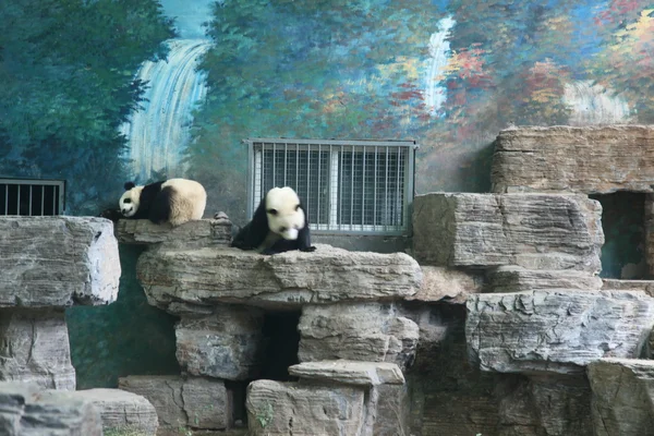 Osos Panda en el Zoológico de Beijing — Foto de Stock