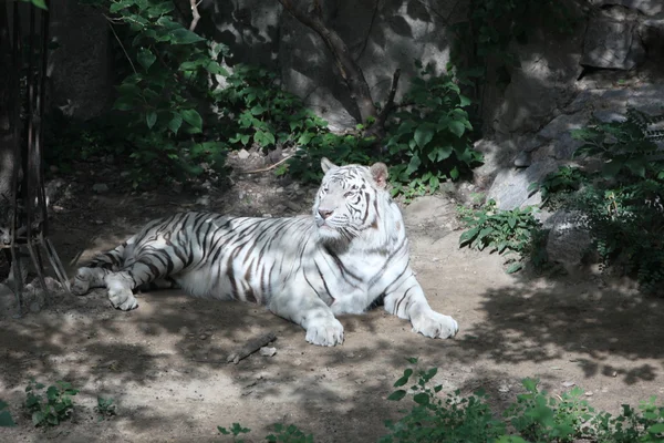 Tigre de Bengala Blanca en Beijing — Foto de Stock