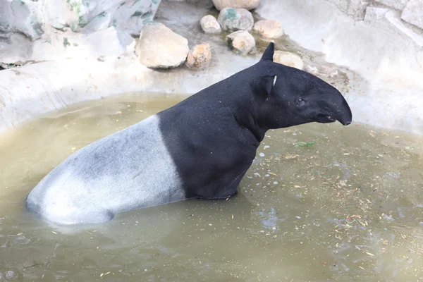 Tapir malayo — Foto de Stock