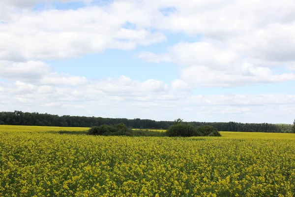 Green field with flowers — Stock Photo, Image