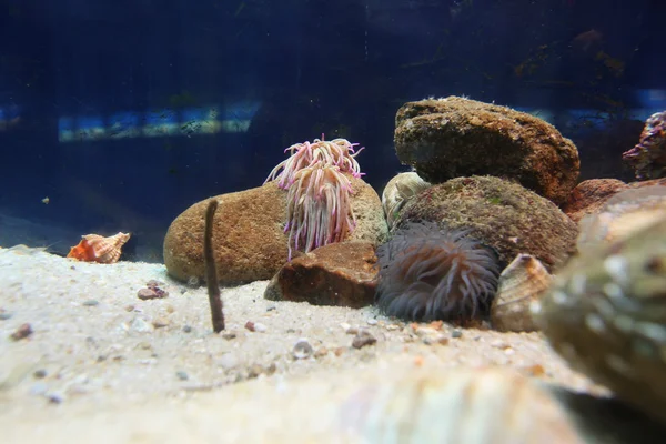 Koralen in het aquarium — Stockfoto