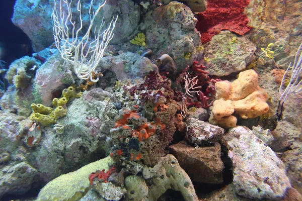 Κοράλλια στο ενυδρείο — Φωτογραφία Αρχείου