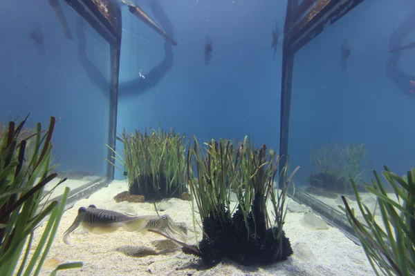 Рослин в акваріум — стокове фото