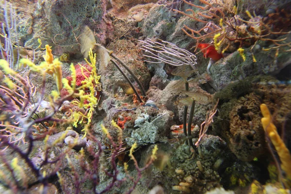 Mercan akvaryum — Stok fotoğraf