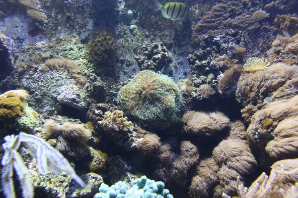 Corals in aquarium — Stock Photo, Image