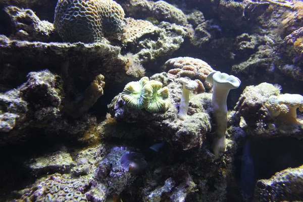 Corals in aquarium — Stock Photo, Image