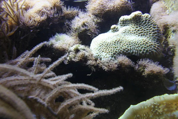 Корали в акваріум — стокове фото