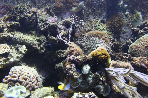 Corals in aquarium — Stock Photo, Image