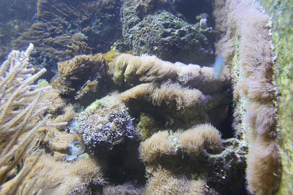 Corals in aquarium — Stock Photo, Image